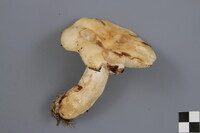 Russula crassotunicata image